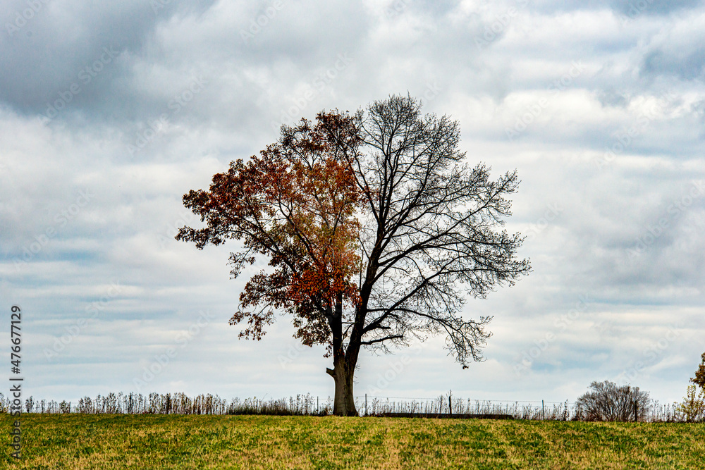 tree-half-dead-and-half-alive-stock-photo-adobe-stock