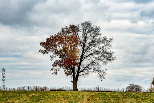 Tree half dead and half alive.