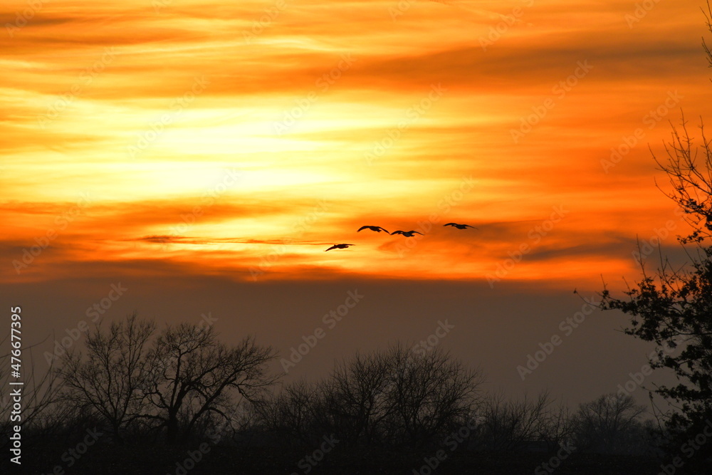 Sunset with Geese