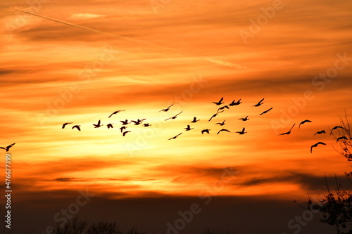 Geese Flying in a Sunset