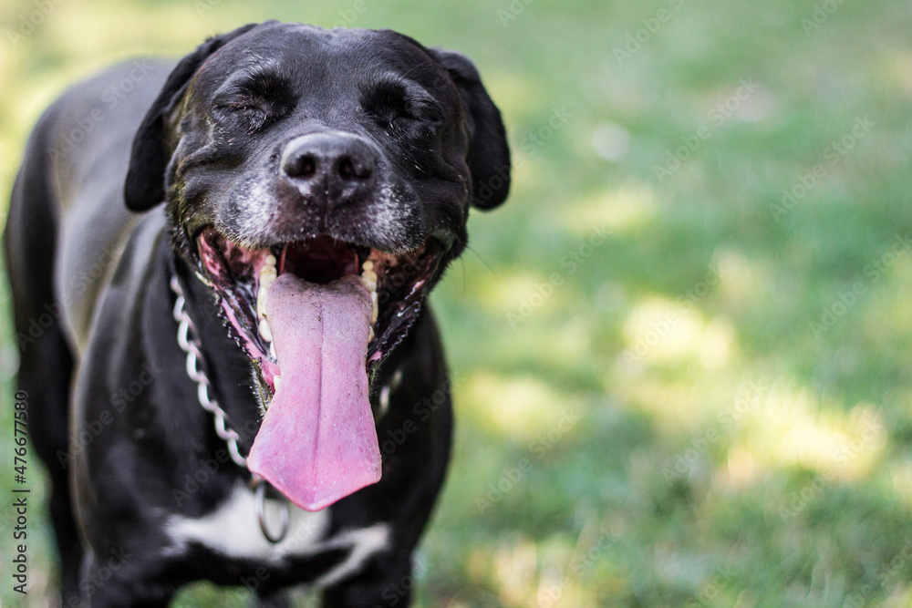 Pitbull dog portrait winking and smiling