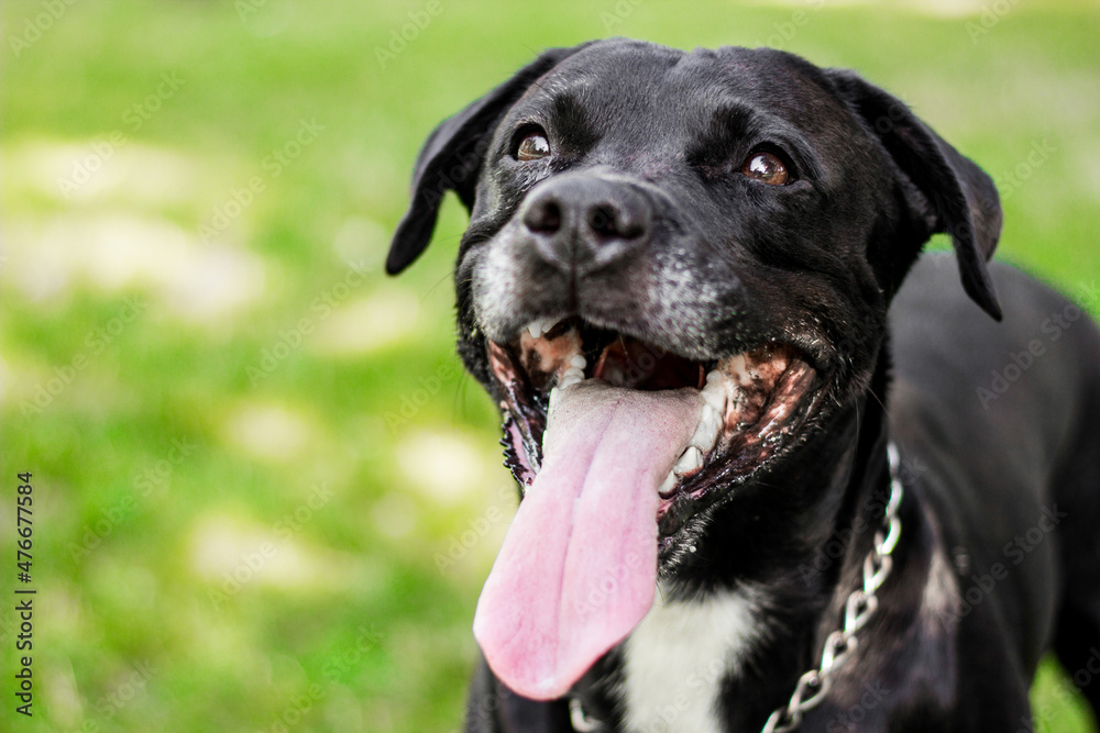 Pitbull dog portrait winking and smiling Pitbull dog portrait winking and smiling