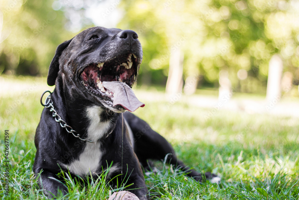 Pitbull dog portrait winking and smiling Pitbull dog portrait winking and smiling