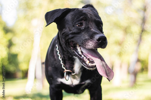 Pitbull dog portrait winking and smiling