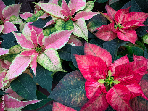 red poinsettia christmas background