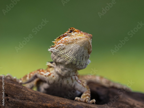 lizard on a tree trunk