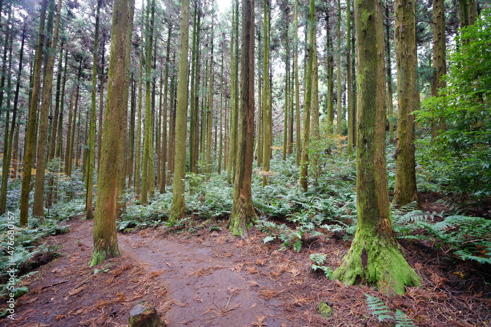 mossy trees and path in the cedar forest mossy trees and path in the cedar forest