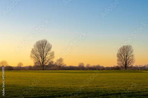Silhouette of bare tree in winter with warm golden sky during the sunset as background, Dutch countryside landscape with green grass meadow and the polder and low land in the evening, Netherlands.