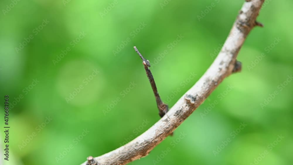 A tiny Praying Mantis, Phyllothelys sp., captured through a macro lens as it is perched on a twig looking into the camera then turns its head to the right and suddenly looks back. A tiny Praying Mantis, Phyllothelys sp., captured through a macro lens as it is perched on a twig looking into the camera then turns its head to the right and suddenly looks back.