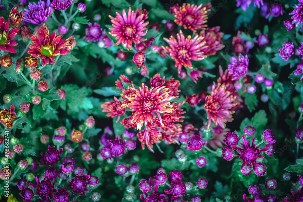 Background of colourful flower bed