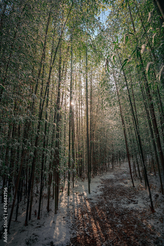 Fototapeta premium 겨울