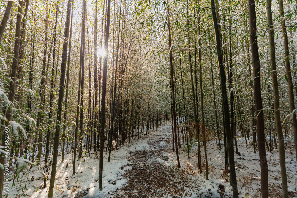 Obraz premium 대나무