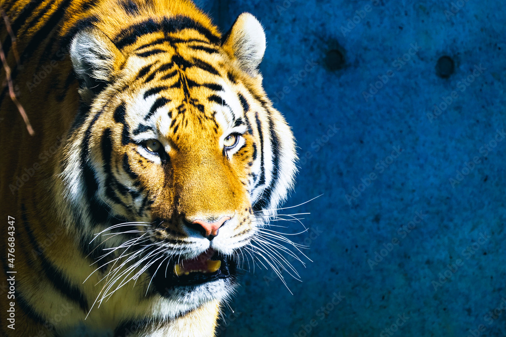 虎 ポートレート Stock Photo Adobe Stock