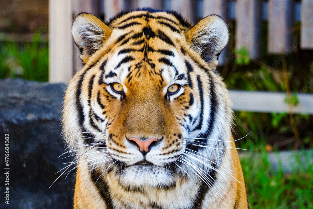 Fototapeta premium 虎 ポートレート