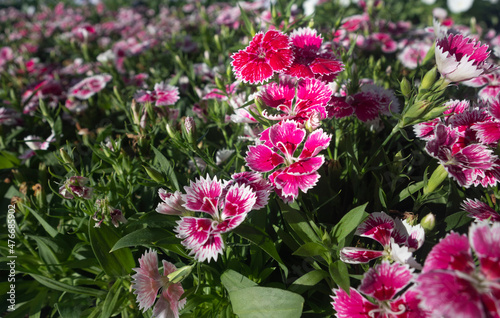 bunch of Beautiful fuhsia Dianthus Hybrid flowers  © Alyh M