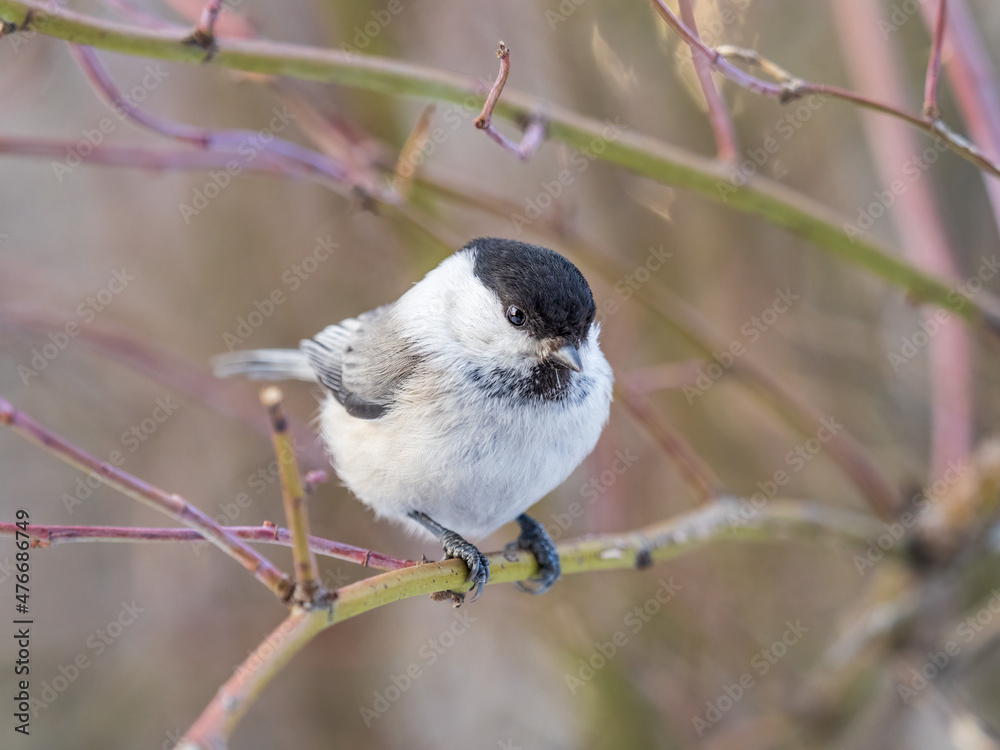 Naklejka premium Cute bird the willow tit, song bird sitting on a branch without leaves in the winter.