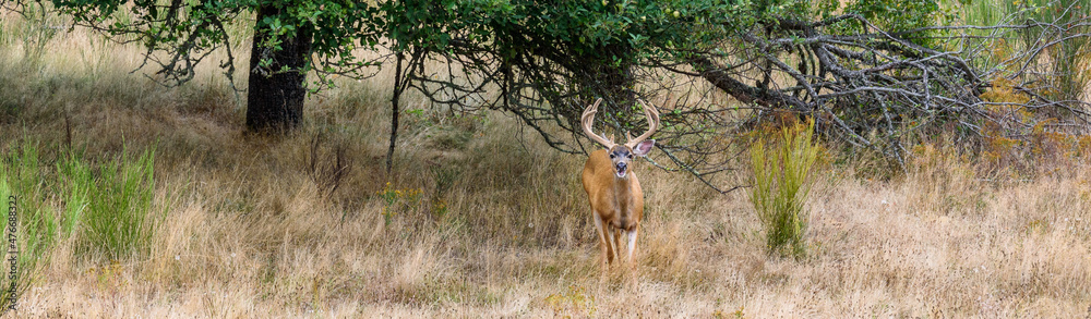 Deer with a funny expression in an abandoned apple orchard with tall dry grasses
Deer with a funny expression in an abandoned apple orchard with tall dry grasses