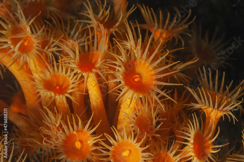 colonia di margherite di mare, Parazoanthus axinellae