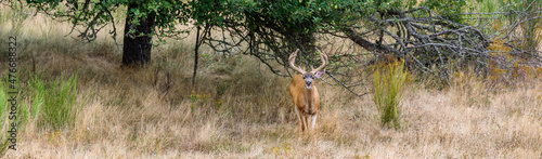 Deer with a funny expression in an abandoned apple orchard with tall dry grasses 