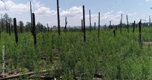 Aerial Drone shot of forest regrowth on the North Rim of the Grand Canyon after forest fires photo