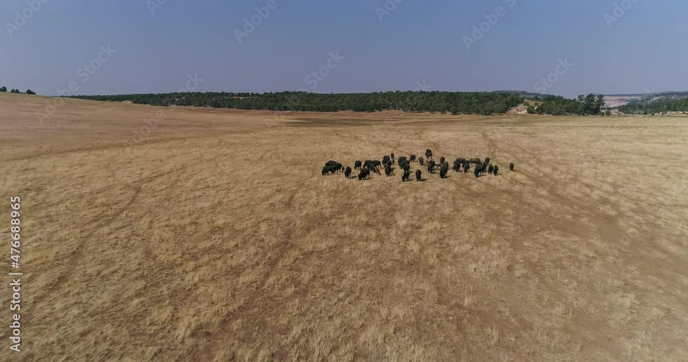 Bison roaming the great plains in the American West Stock Video Adobe