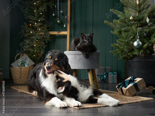 Canvas Print Family of two dogs by Christmas tree