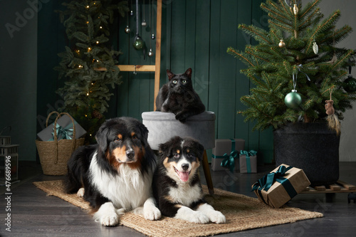 Family of two dogs by Christmas tree. Australian Shepherd, Puppy and black Cat In holiday Decorations © Anna Averianova