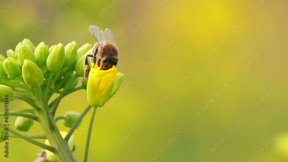 Honey bee on yellow flower Honey bee on yellow flower
