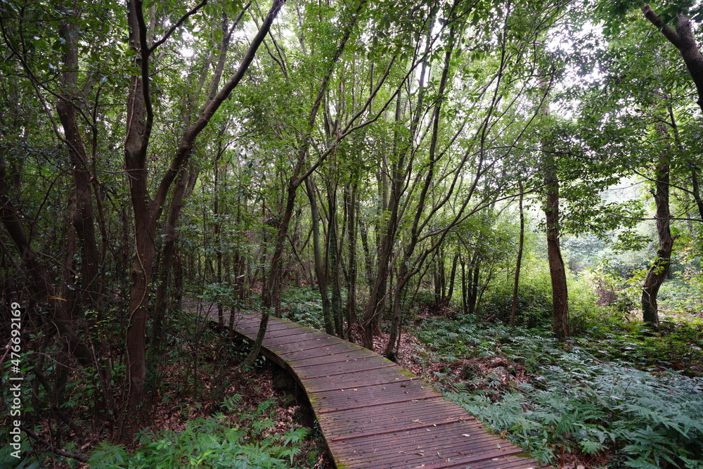 Fototapeta premium a wonderful boardwalk through autumn forest