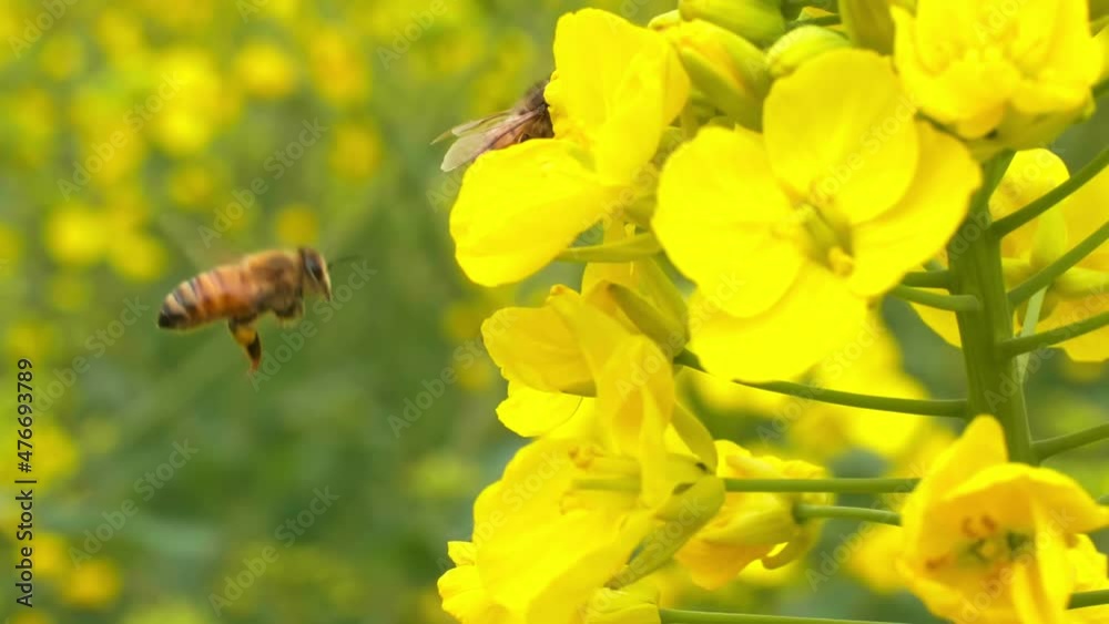 slow motion of Insect bees gather nectar on yellow rapeseed flowers honey bee busy in oilseed field works hard to collect the pollen honey at spring sunny morning slow motion of Insect bees gather nectar on yellow rapeseed flowers honey bee busy in oilseed field works hard to collect the pollen honey at spring sunny morning
