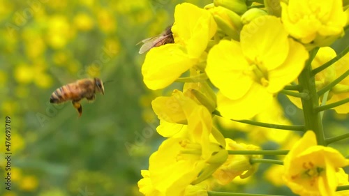 slow motion of Insect bees gather nectar on yellow rapeseed flowers honey bee busy in oilseed field works hard to collect the pollen honey at spring sunny morning