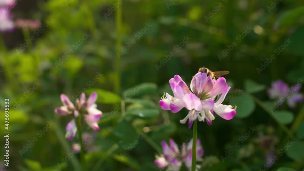 pink flowers are blooming in the spring fields. Bees fly around and collect pollen among the flowers. pink flowers are blooming in the spring fields. Bees fly around and collect pollen among the flowers.