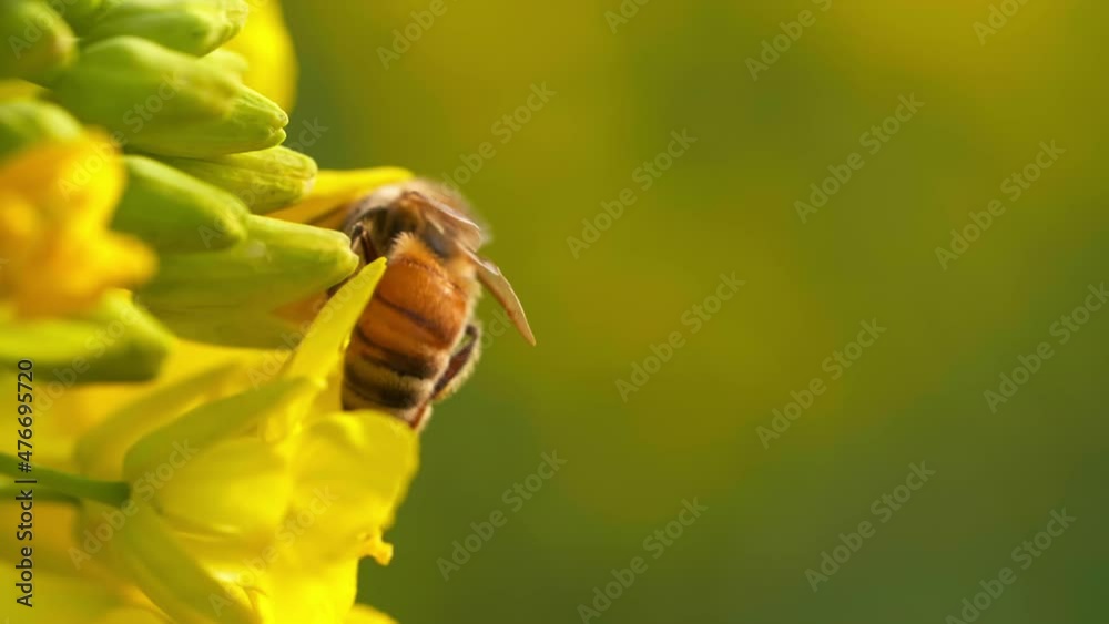 A bee gathers nectar on rapeseed flowers honeybee puts its head into the flower and works hard to collect the pollen honey A bee gathers nectar on rapeseed flowers honeybee puts its head into the flower and works hard to collect the pollen honey