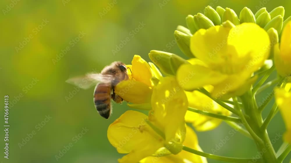 Slow motion Insect bees gather nectar on rapeseed flowers honey bee busy in oilseed field works hard to collect the pollen honey at spring sunny day
