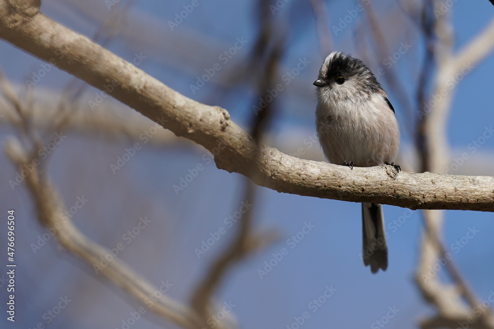 long tailed tit is on the branch long tailed tit is on the branch