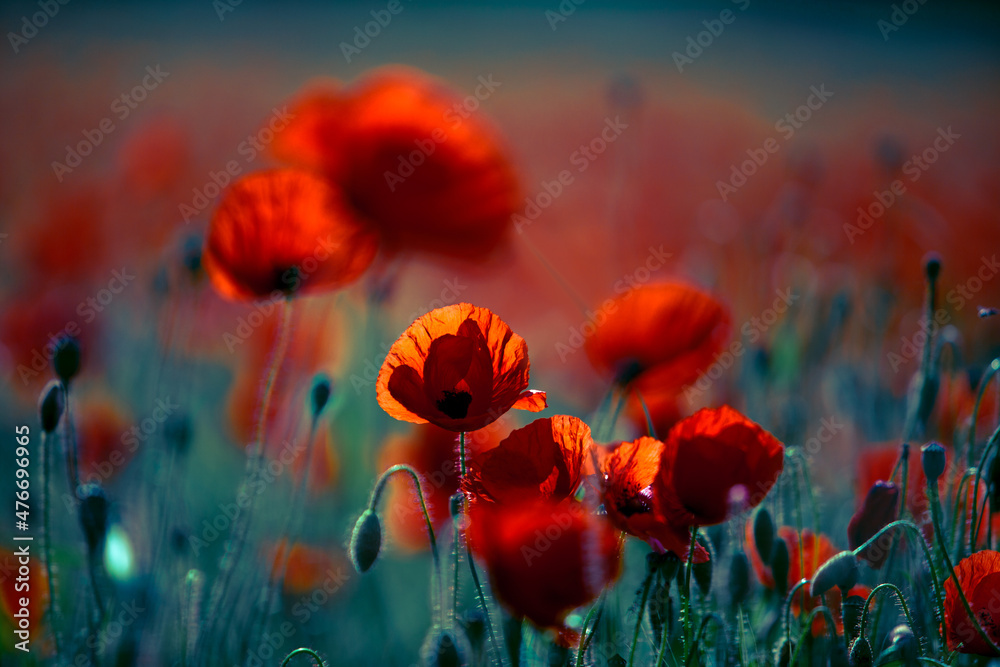 Obraz premium Summer Poppy Meadow