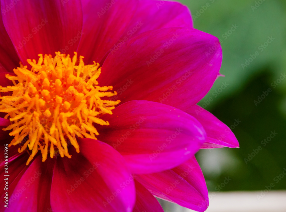 Selective focus macro shot of dahlia flower Selective focus macro shot of dahlia flower