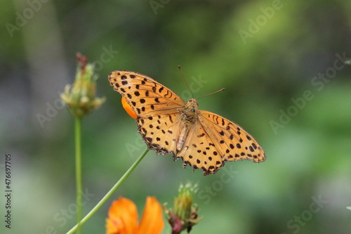 "The Marbled Fritillary" butterfly flying seen in Japanese mountain side
