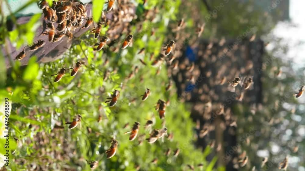 Vertical video side view slow motion of large swarm of bees flying around the hive, the bees flying back to the hive with pollen in sunny Spring field bee farm Busy apiary Vertical video side view slow motion of large swarm of bees flying around the hive, the bees flying back to the hive with pollen in sunny Spring field bee farm Busy apiary