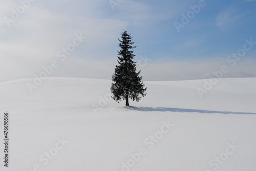Japan, winter, Hokkaido, Biei, tree / 일본 겨울 훗카이도 (북해도) 비에이 나무  © 명우 정