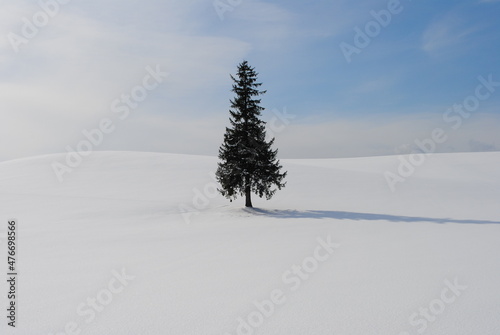 Japan, winter, Hokkaido, Biei, tree / 일본 겨울 훗카이도 (북해도) 비에이 나무 