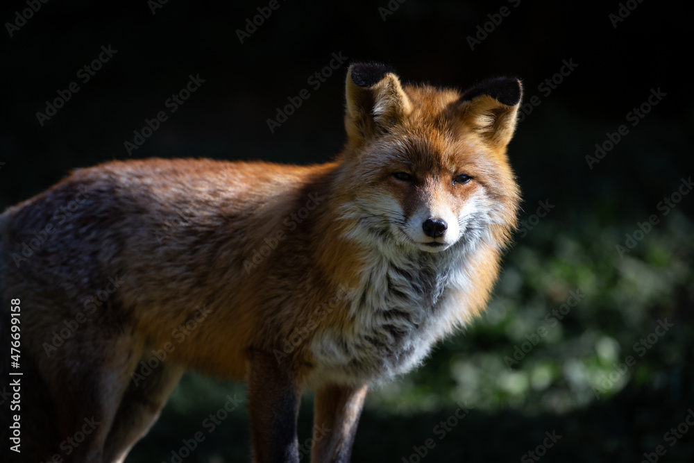 Fototapeta premium Red iberian fox resting on a stone on a wildlife reserve