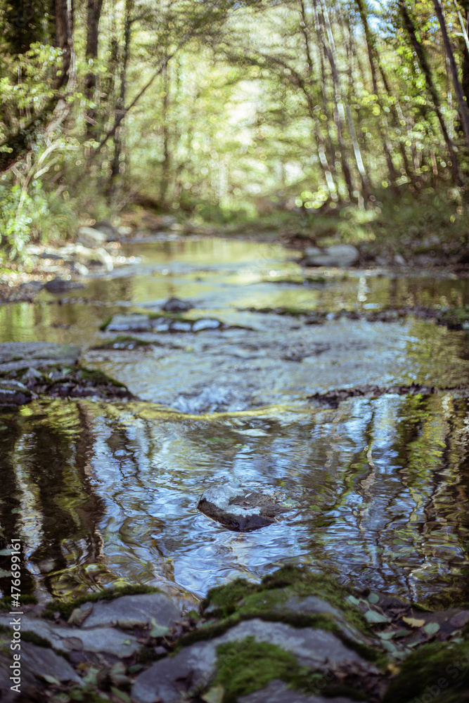 Flowing creek on a green forest autumn landscape Flowing creek on a green forest autumn landscape