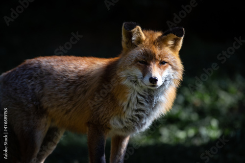 Red iberian fox resting on a stone on a wildlife reserve