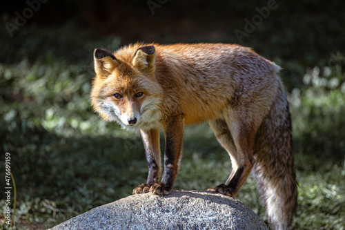 Fototapeta Naklejka Na Ścianę i Meble -  Red iberian fox resting on a stone on a wildlife reserve