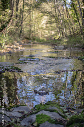 Flowing creek on a green forest autumn landscape