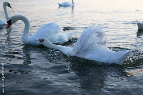 Swan attacks his relative. Swans float in the lake in the evening,