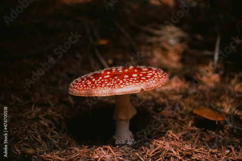 amanita muscaria fly mushroom © irakli