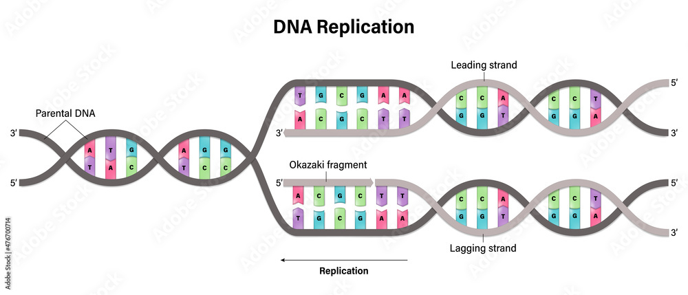 Diagram of DNA replication. Synthesis of leading strand and lagging ...