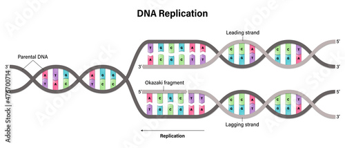 Diagram of DNA replication. Synthesis of leading strand and lagging strand during DNA replication.